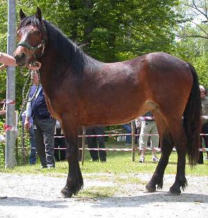 cavallo bardigiano cavallo bardigiano