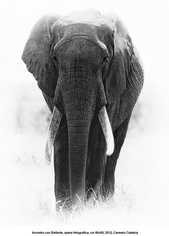 1aIncontro con Elefante opera fotografica cm 80x60 2012 Carmelo Calabria 2