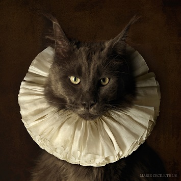 Cat with White Collar I - Marie Cecile Thijs 2009 Cat with White Collar I - Marie Cecile Thijs 2009