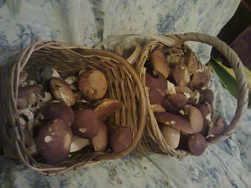 0a0funghi 0a0funghi