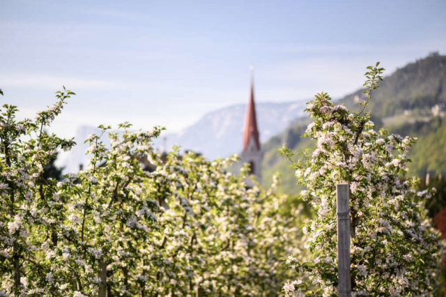 Apfelblüte,