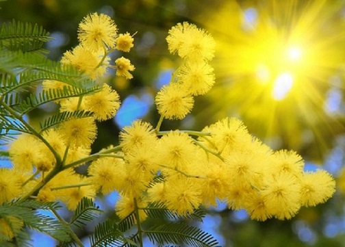 8 marzo mimosa