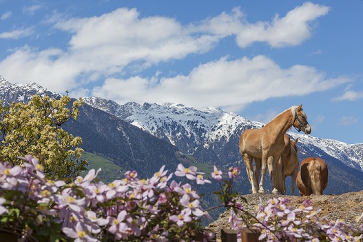 Suedtirol, Labers, oberhalb von Meran, Kiendlhof, Frühling, Paar,