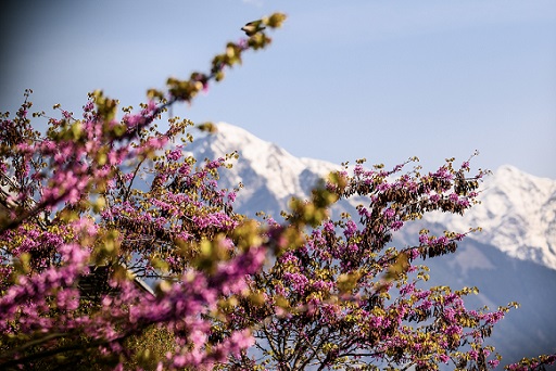 Apfelblüte,