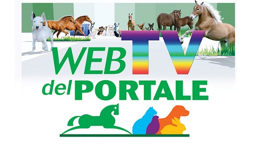 web-tv-del-portale_hp