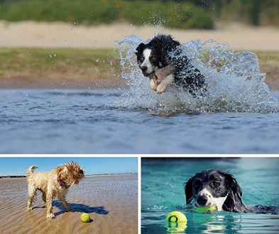 Dog Sport Experience