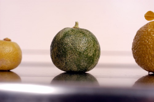 chinotto di savona