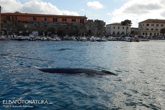 elba