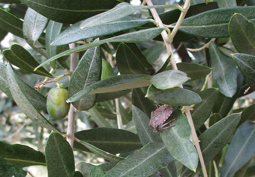 foto di cimice adulta su olive (da foto monitoraggi CAAR)