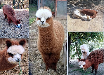 Al-e-Paca-a-Varazze_Un-amore-che-viene-da-lontano