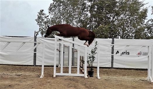 salto salto