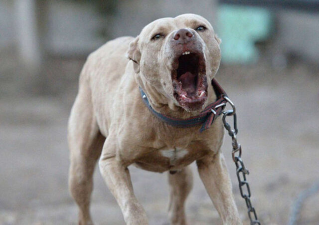 Bambino di 10 anni azzannato e ucciso da un Pit Bull di fronte al suo amico