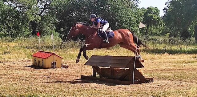 dressage dressage