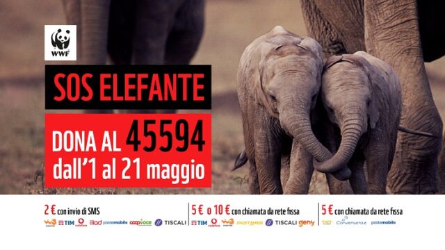 WWF WWF