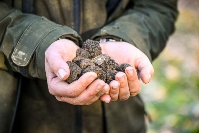 Tartufo nero Tartufo nero