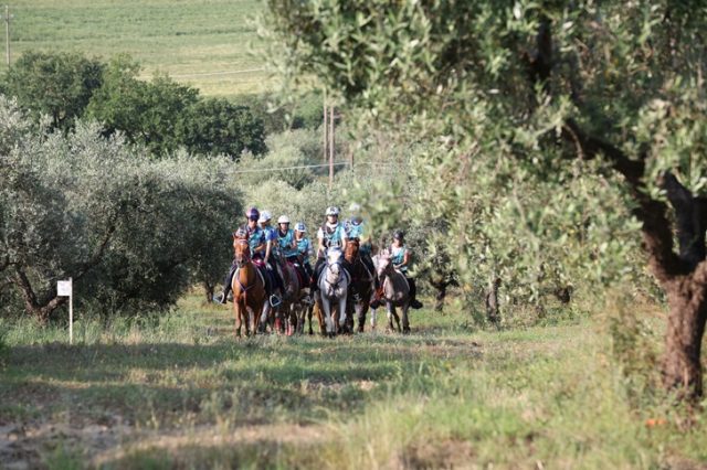endurance equestre endurance equestre