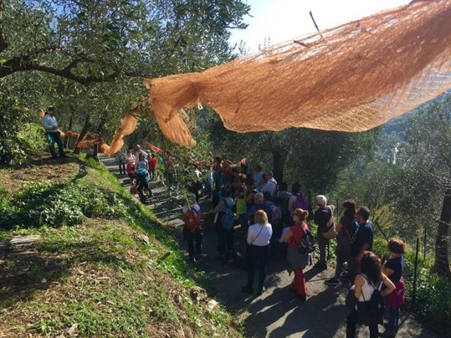 Camminata tra gli Olivi Camminata tra gli Olivi