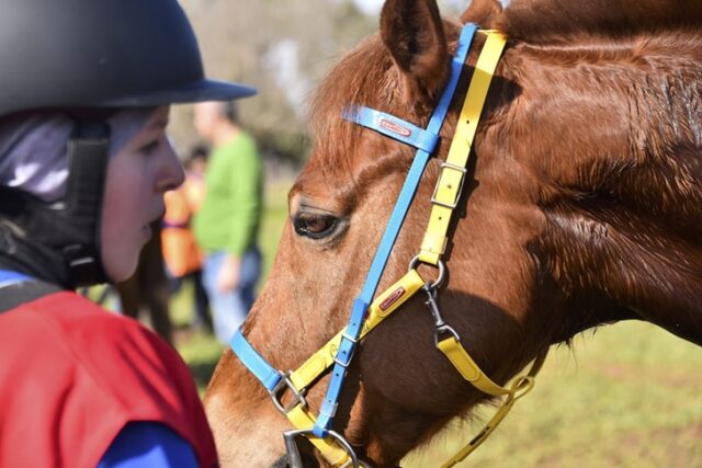 Endurance Pony Endurance Pony