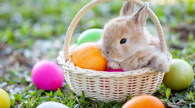 Auguri di buona Pasqua da Seven Press Auguri di buona Pasqua da Seven Press