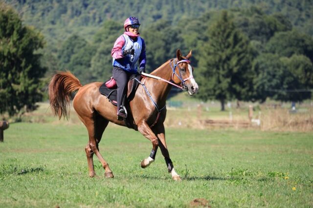 Endurance equestre Endurance equestre