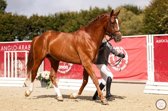 Equitazione Equitazione