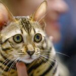Genova Cultura -I COMPORTAMENTI DEL GATTO