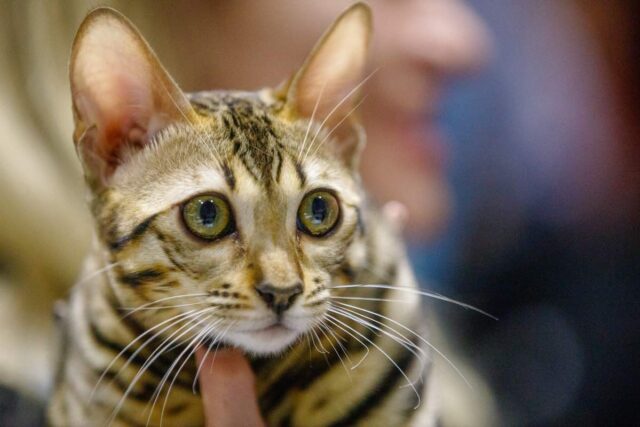 Genova Cultura -I COMPORTAMENTI DEL GATTO