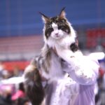 Genova capitale del mondo felino: alla Fiera torna l’Esposizione Internazionale con 700 gatti da tutta Europa