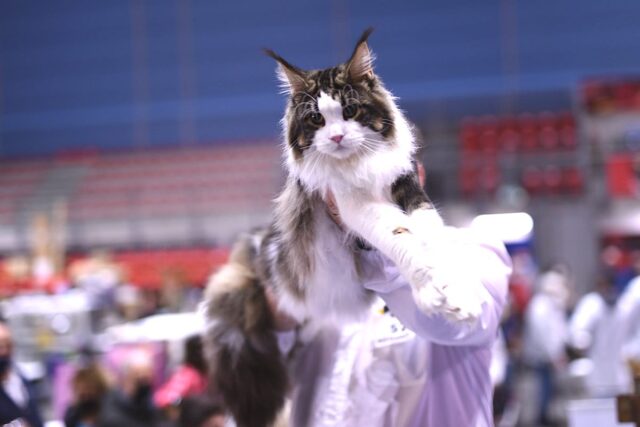Genova capitale del mondo felino: alla Fiera torna l’Esposizione Internazionale con 700 gatti da tutta Europa
