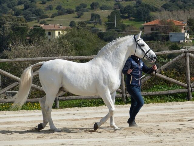 ASVI ASVI